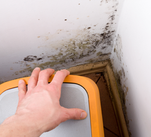 Mould on a water damaged house